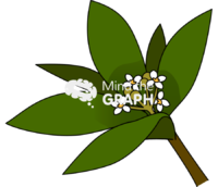 Avicennia germinans 1 Icons, Symbols, Pictures, and Images