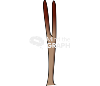 Avicennia germinans 4 Icons, Symbols, Pictures, and Images