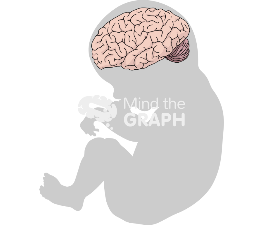 Baby fetal brain shape Icons, Symbols, Pictures, and Images