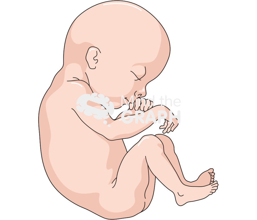 Baby fetal caucasian Icons, Symbols, Pictures, and Images