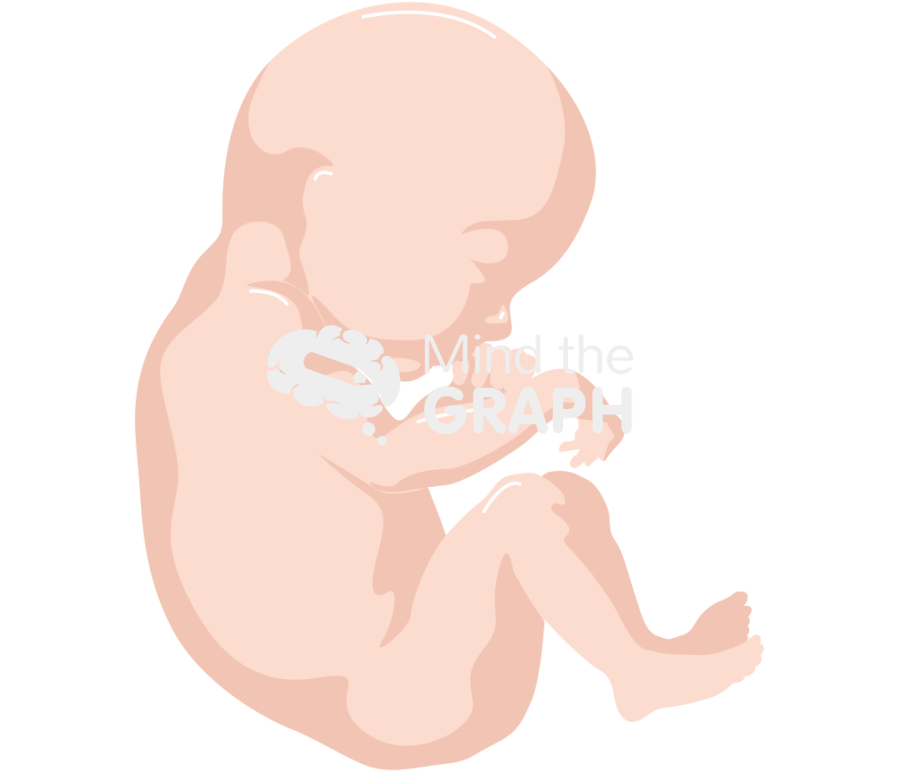 Baby fetal caucasian Icons, Symbols, Pictures, and Images