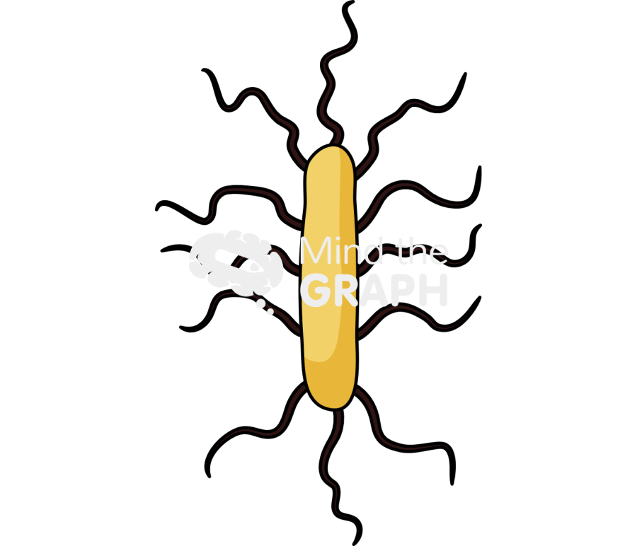 Bacillus bacteria 3 Icons, Symbols, Pictures, and Images