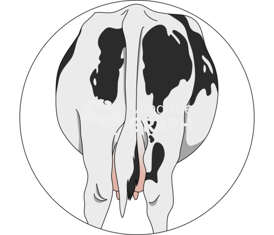 Back view cow zoom Icons, Symbols, Pictures, and Images