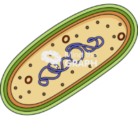 Bacterial chromosome cut 2 Icons, Symbols, Pictures, and Images