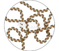 Bacterial chromossome zoom Icons, Symbols, Pictures, and Images