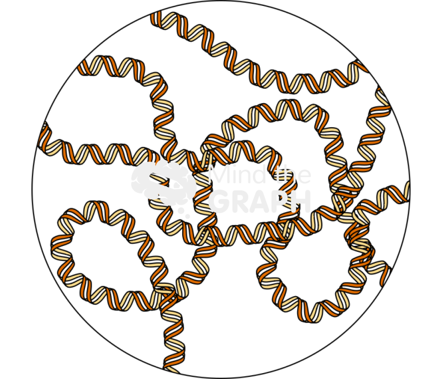 Bacterial chromossome zoom Icons, Symbols, Pictures, and Images