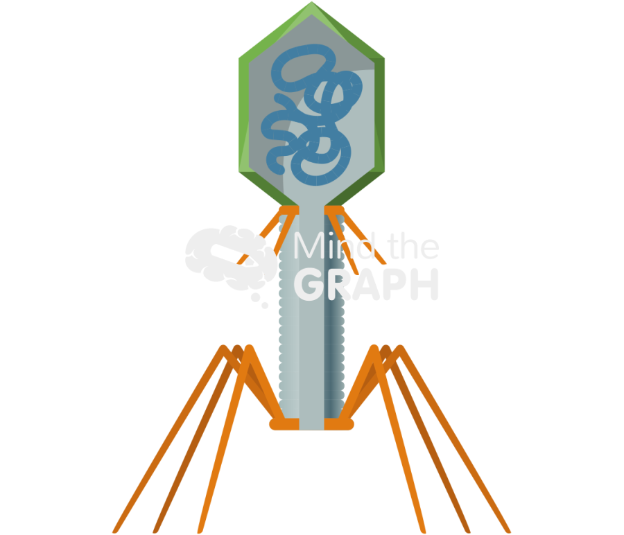 Bacteriophage dna lateral Icons, Symbols, Pictures, and Images