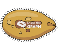 Balantidium coli trophozoite - Edit and Customize Icons of Balantidium coli trophozoite Balantidium coli trophozoite Icons, Symbols, Pictures, and Images