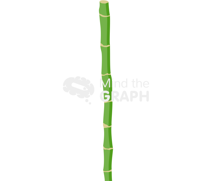 Bamboo stalk Icons, Symbols, Pictures, and Images