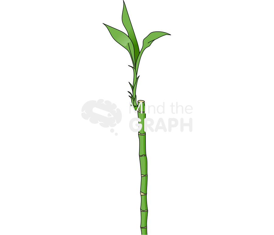 Bamboo stalk leafs Icons, Symbols, Pictures, and Images