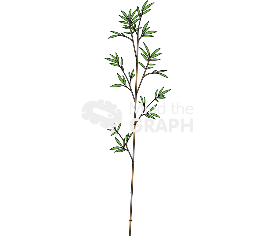 Bamboo thin stalk leafs Icons, Symbols, Pictures, and Images