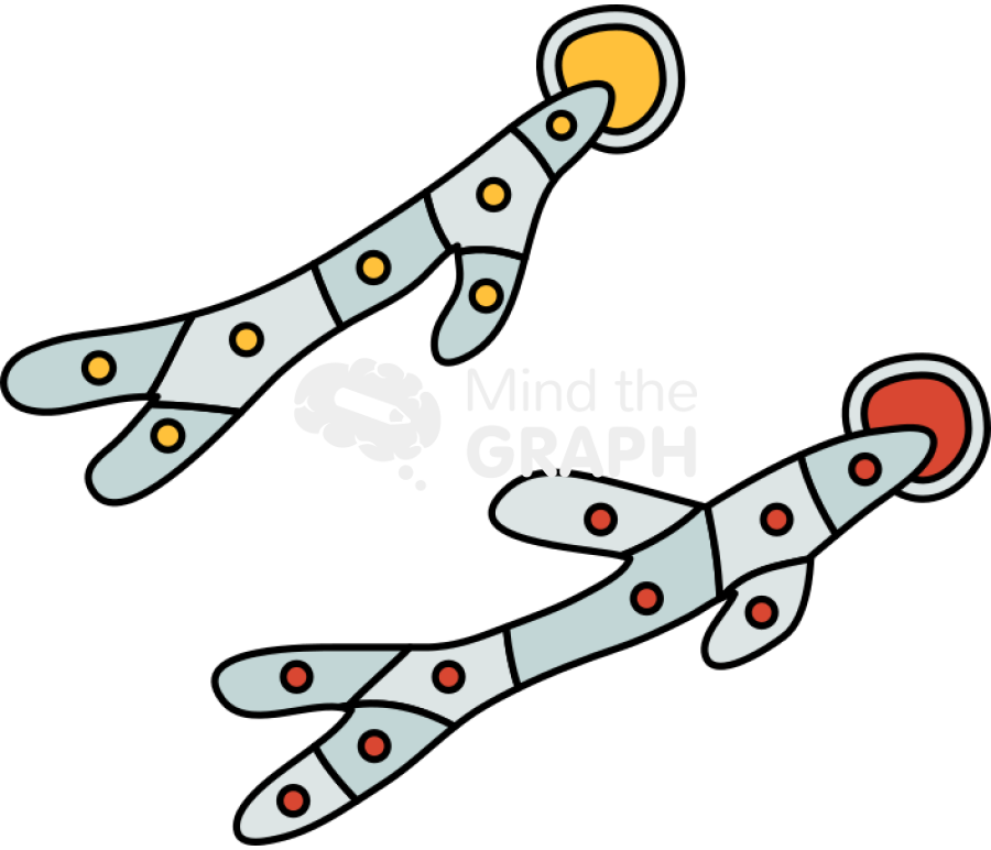 Basidiospores germination Icons, Symbols, Pictures, and Images