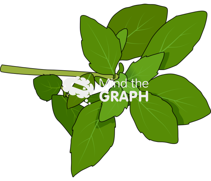 Basil Icons, Symbols, Pictures, and Images