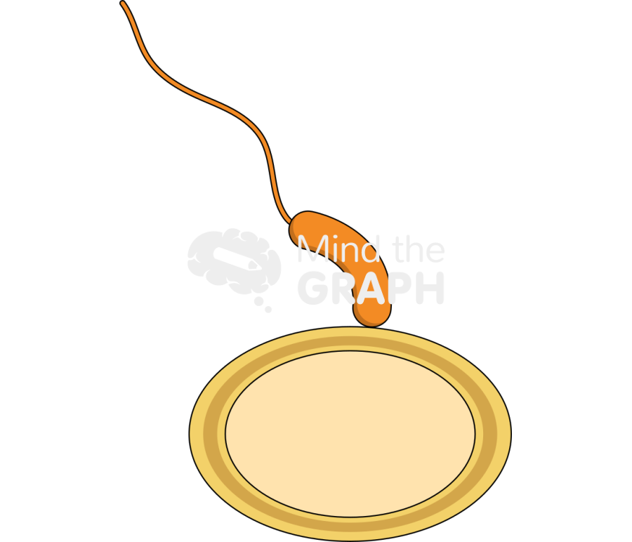 Bdelloplast predatory life cycle attachment Icons, Symbols, Pictures, and Images