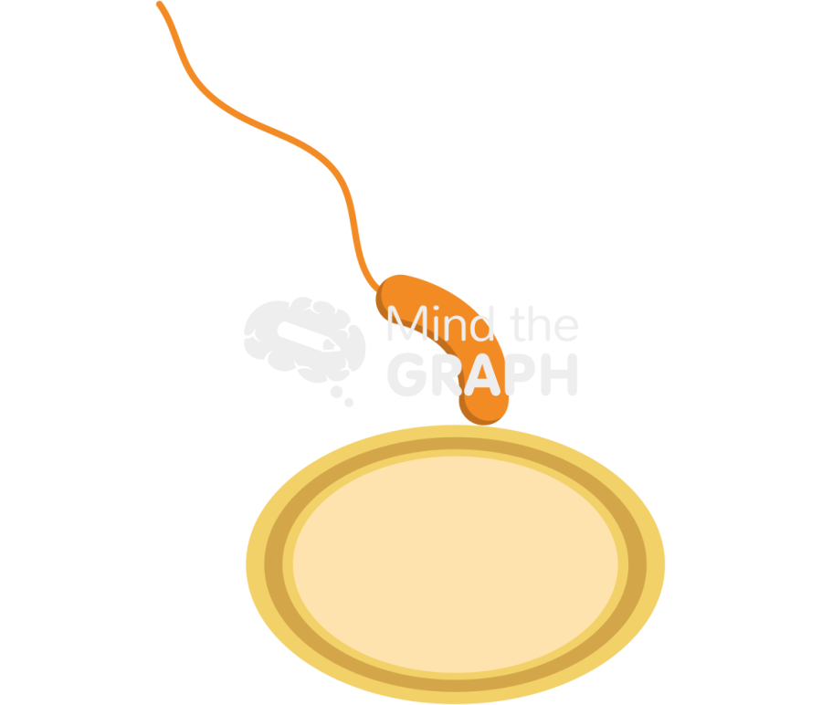 Bdelloplast predatory life cycle attachment Icons, Symbols, Pictures, and Images