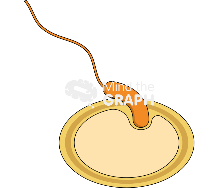 Bdelloplast predatory life cycle invasion Icons, Symbols, Pictures, and Images