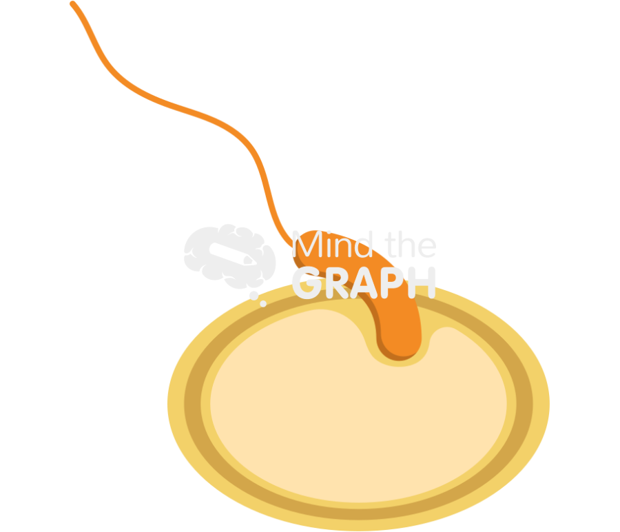 Bdelloplast predatory life cycle invasion Icons, Symbols, Pictures, and Images