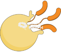 Bdelloplast predatory life cycle release 2 - Edit and Customize Icons of Bdelloplast predatory life cycle release 2 Bdelloplast predatory life cycle release 2 Icons, Symbols, Pictures, and Images