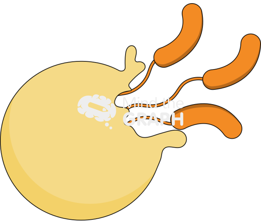 Bdelloplast predatory life cycle release 2 Icons, Symbols, Pictures, and Images