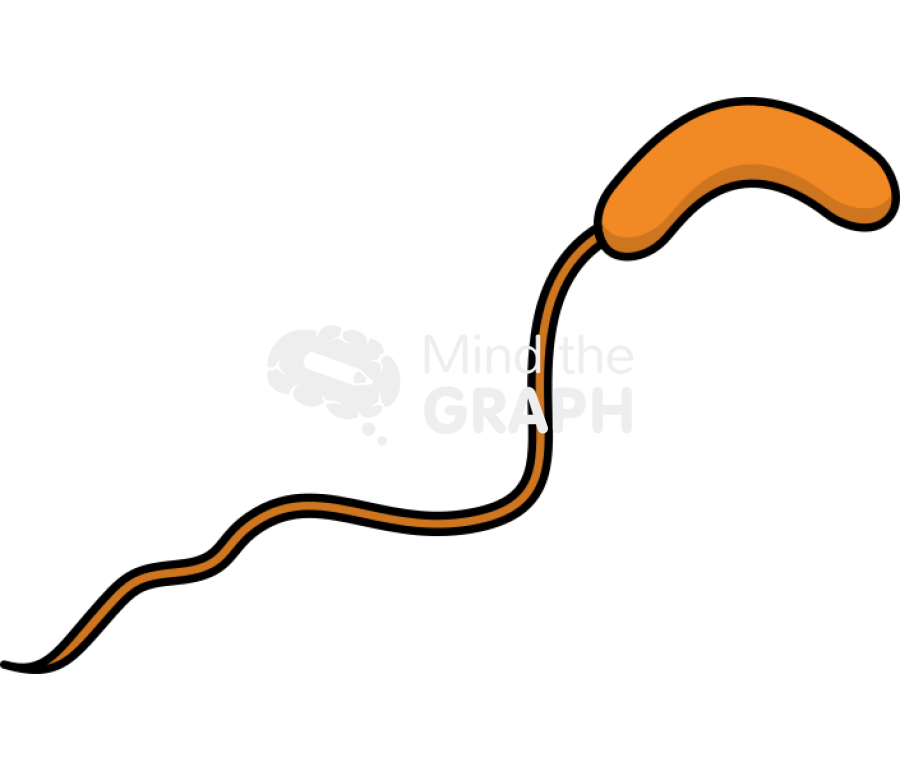 Bdellovibrio bacteriovorus 2 Icons, Symbols, Pictures, and Images