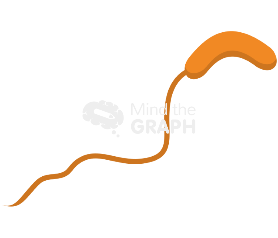 Bdellovibrio bacteriovorus 2 Icons, Symbols, Pictures, and Images