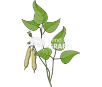 Bean plant pod trifoliolate leaves Icons, Symbols, Pictures, and Images