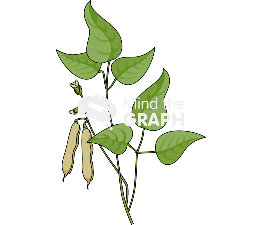 Bean plant pod trifoliolate leaves Icons, Symbols, Pictures, and Images