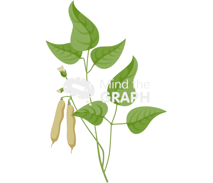 Bean plant pod trifoliolate leaves Icons, Symbols, Pictures, and Images