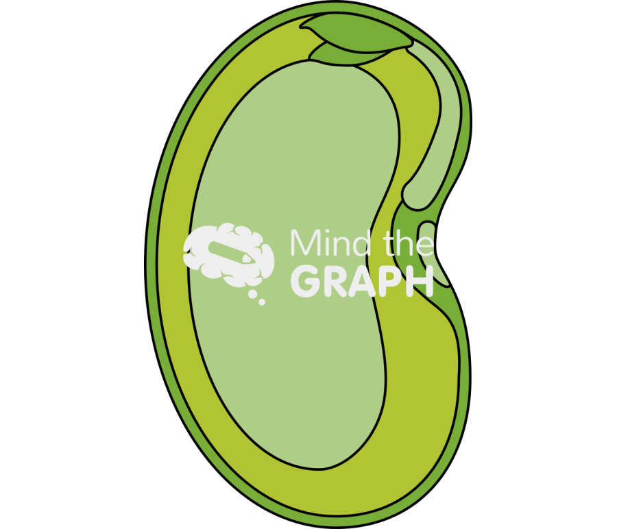 Bean seed Icons, Symbols, Pictures, and Images