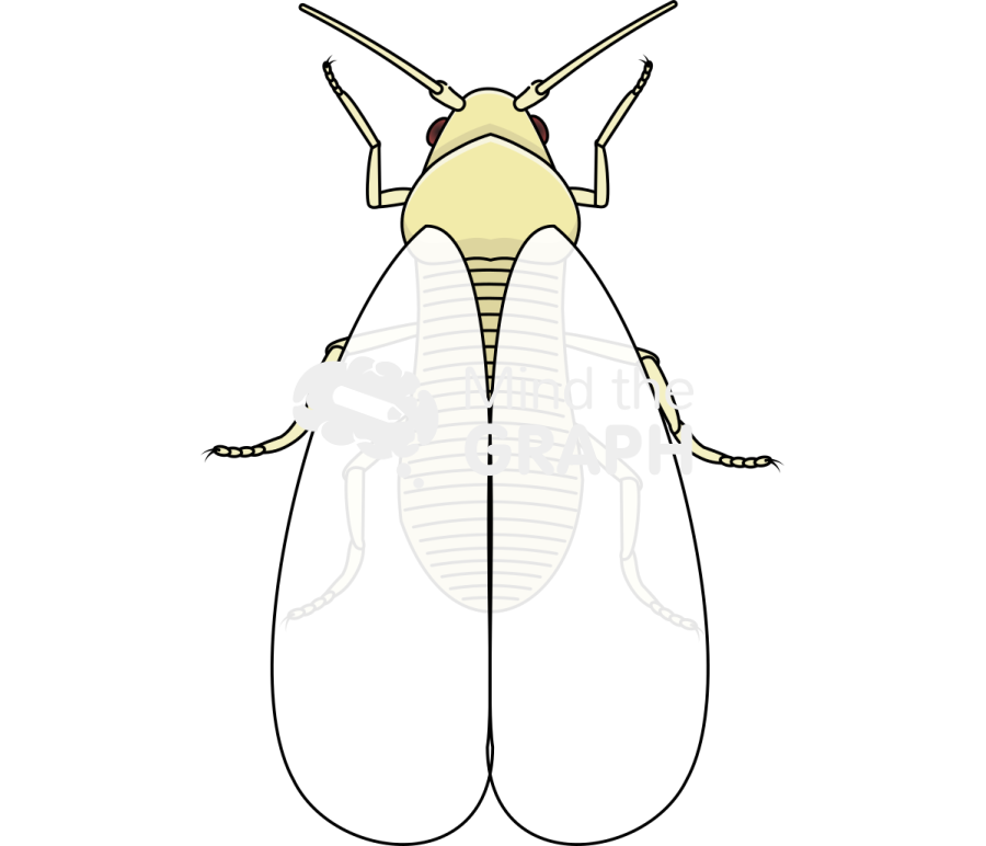 Bemisia tabaci dorsal Icons, Symbols, Pictures, and Images