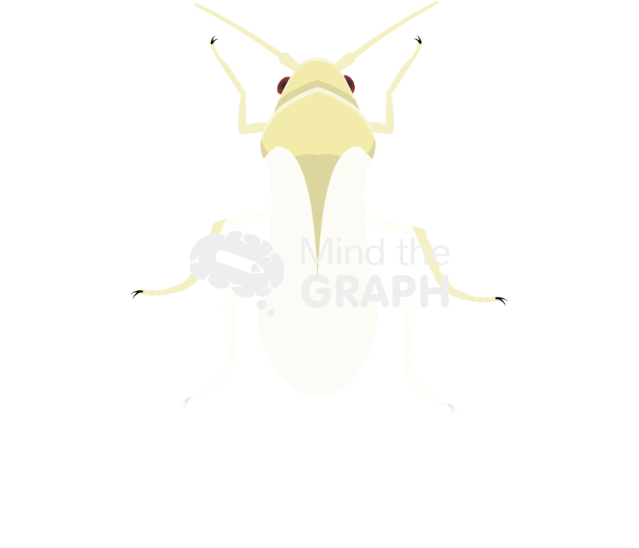 Bemisia tabaci dorsal Icons, Symbols, Pictures, and Images