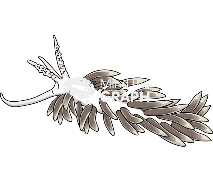 Berghia stephanieae Icons, Symbols, Pictures, and Images