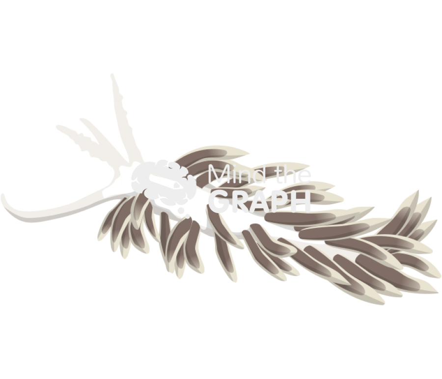 Berghia stephanieae Icons, Symbols, Pictures, and Images