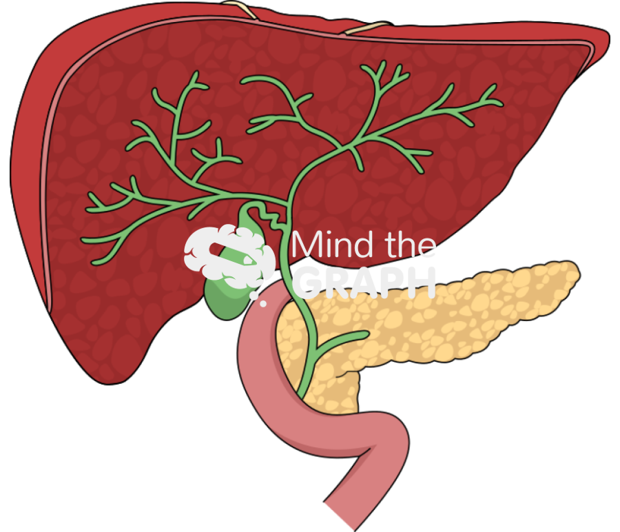 Biliary tree cut Icons, Symbols, Pictures, and Images