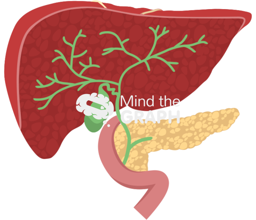 Biliary tree cut Icons, Symbols, Pictures, and Images