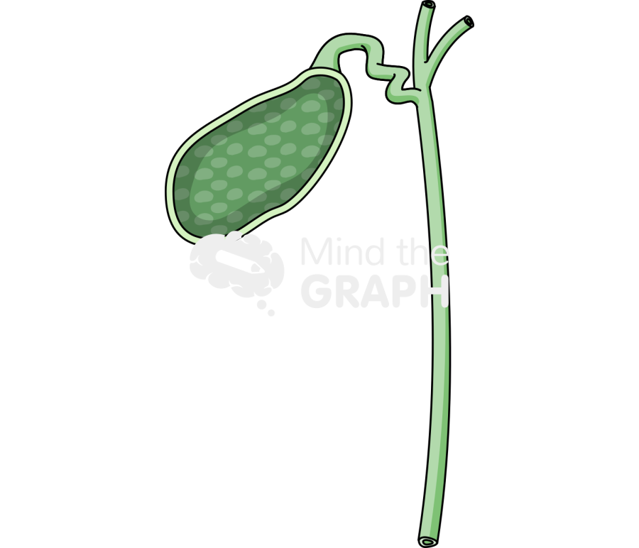 Biliary vesicle gallbladder cut Icons, Symbols, Pictures, and Images