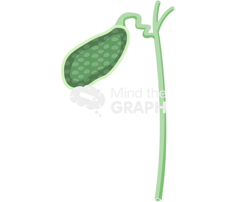 Biliary vesicle gallbladder cut Icons, Symbols, Pictures, and Images