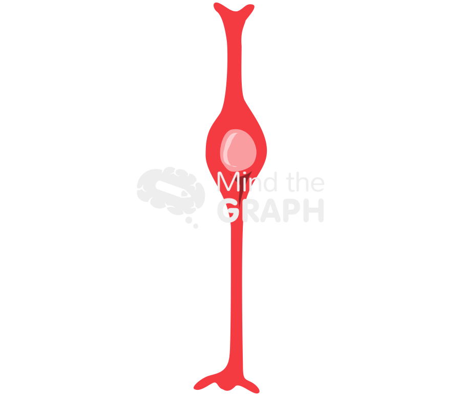 Bipolar cell retina 2 Icons, Symbols, Pictures, and Images