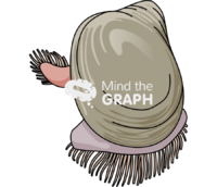 Bivalve life cycle 3 Icons, Symbols, Pictures, and Images