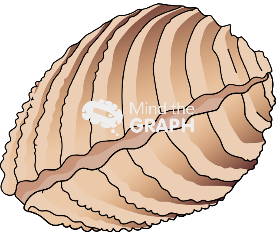 Bivalve mollusk closed Icons, Symbols, Pictures, and Images