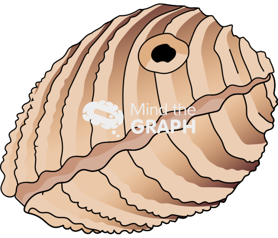 Bivalve mollusk closed hole Icons, Symbols, Pictures, and Images