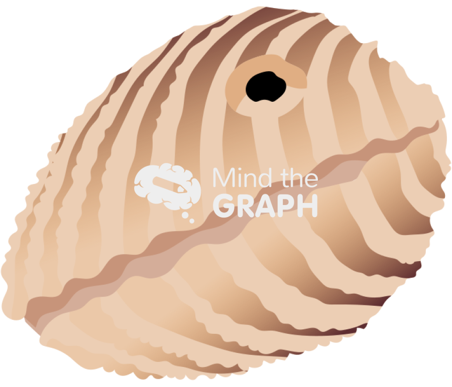 Bivalve mollusk closed hole Icons, Symbols, Pictures, and Images