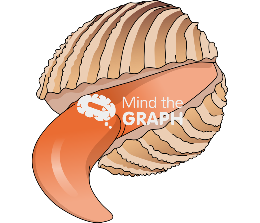 Bivalve mollusk open Icons, Symbols, Pictures, and Images