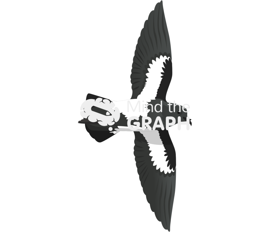 Black bellied storm petrel ventral Icons, Symbols, Pictures, and Images