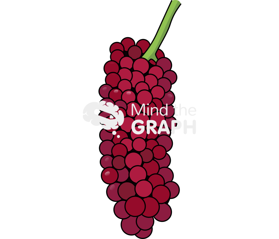 Blackberry unripe fruit Icons, Symbols, Pictures, and Images