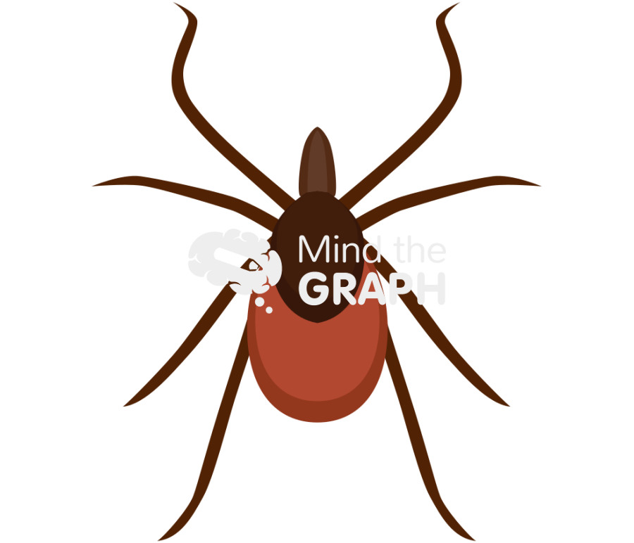 Blacklegged tick adult female dorsal Icons, Symbols, Pictures, and Images