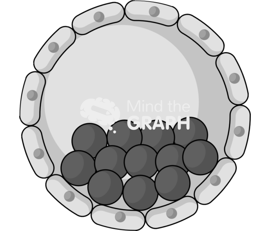 Blastocyst Icons, Symbols, Pictures, and Images