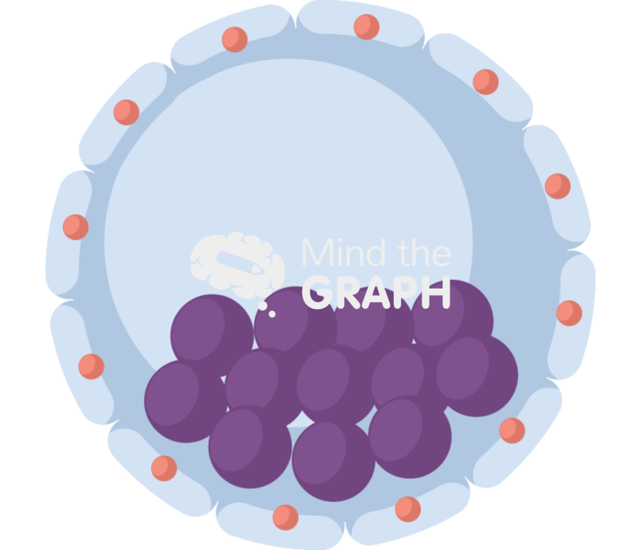 Blastocyst Icons, Symbols, Pictures, and Images