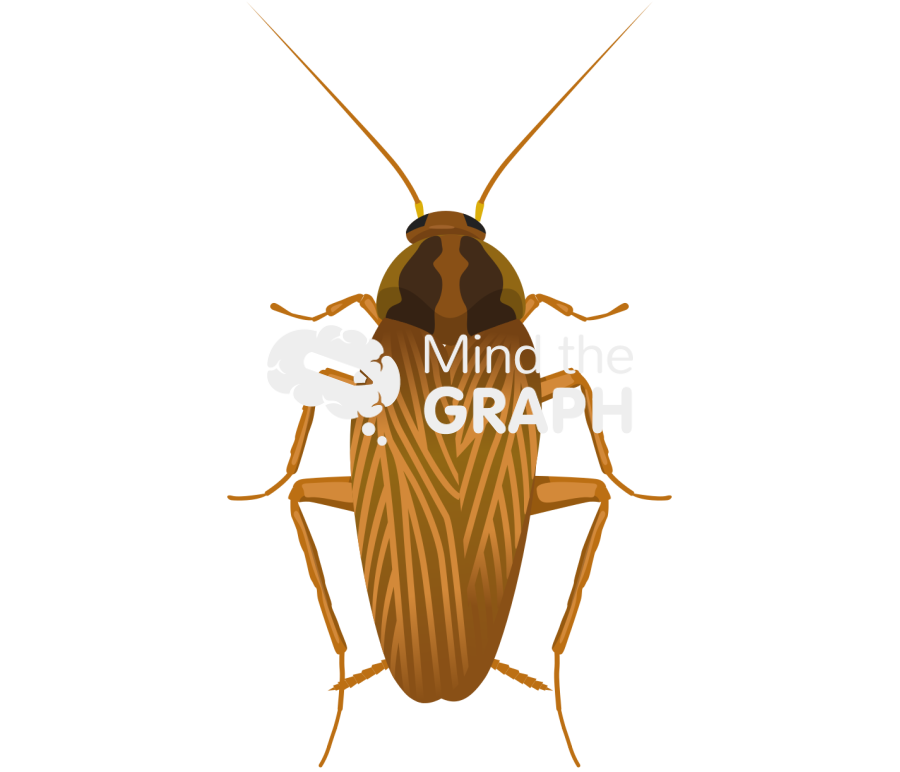 Blattella germanica dorsal Icons, Symbols, Pictures, and Images