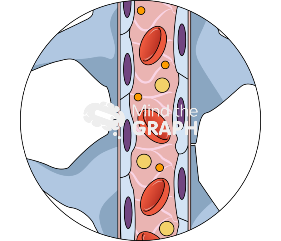 Blood brain barrier side Icons, Symbols, Pictures, and Images